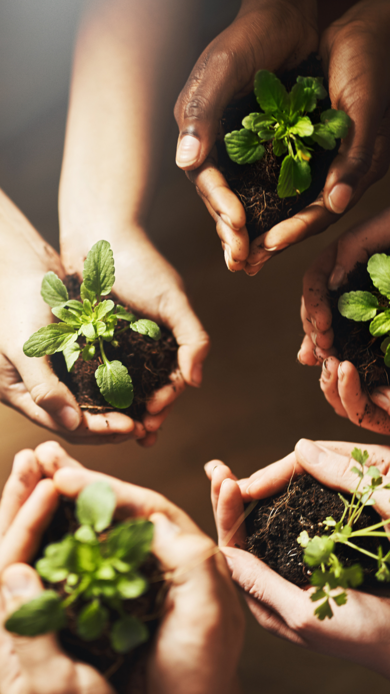 Sustainability and Green Living