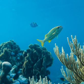 The Deep Ocean: Exploring Earth's Final Frontier