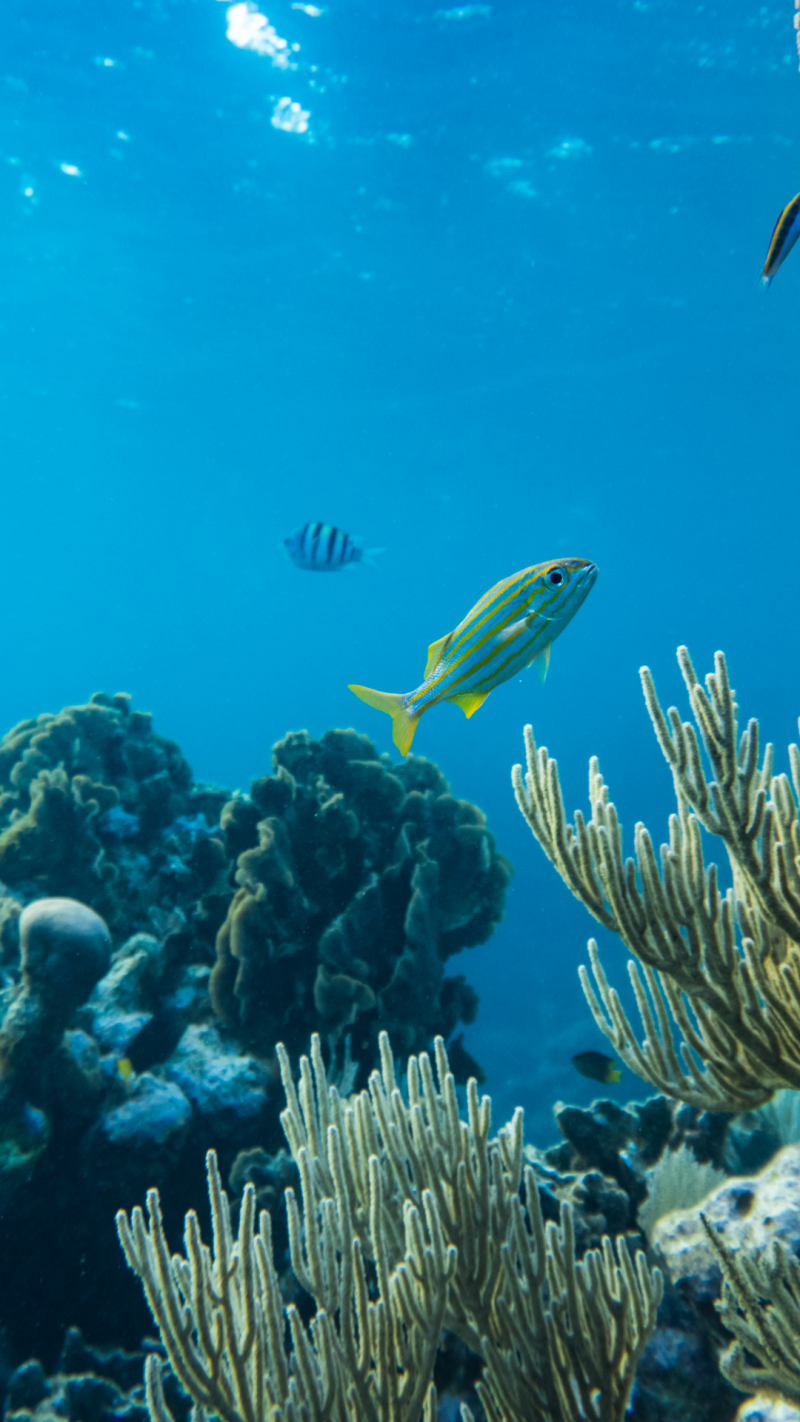 The Deep Ocean: Exploring Earth's Final Frontier