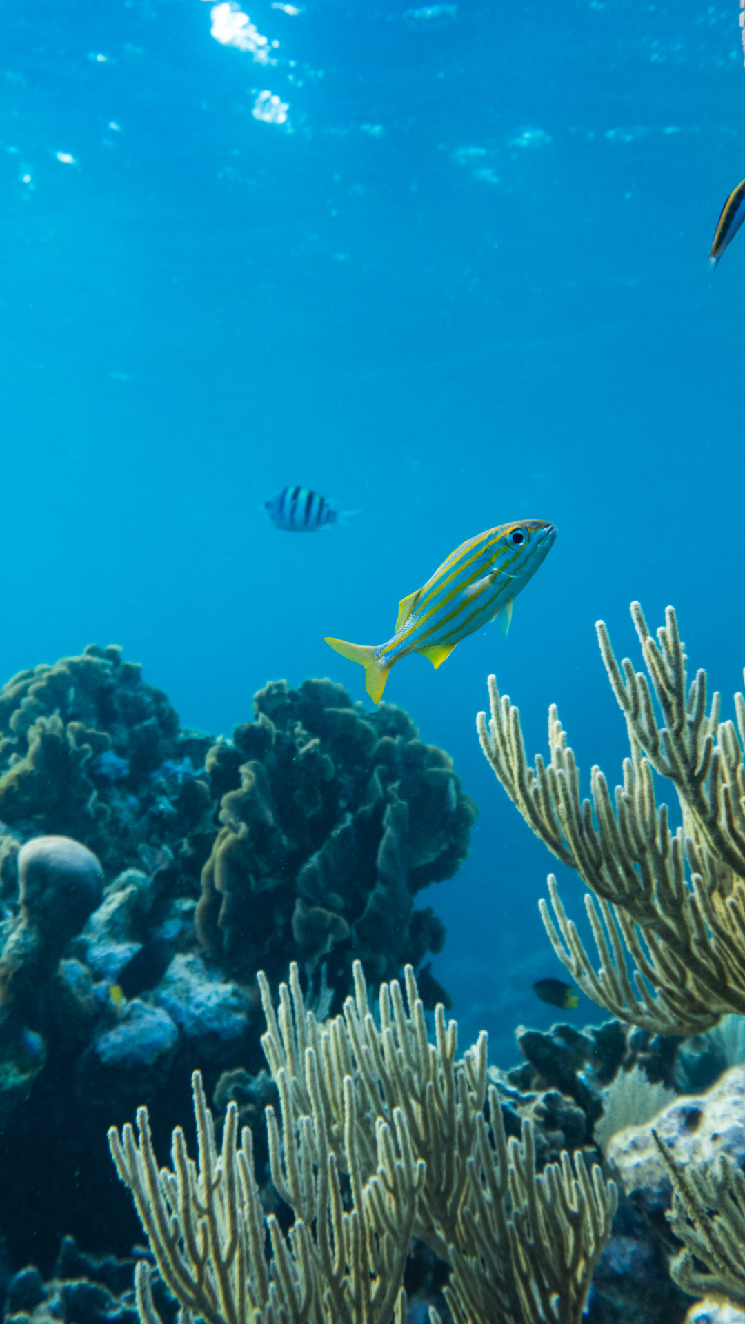 The Deep Ocean: Exploring Earth's Final Frontier
